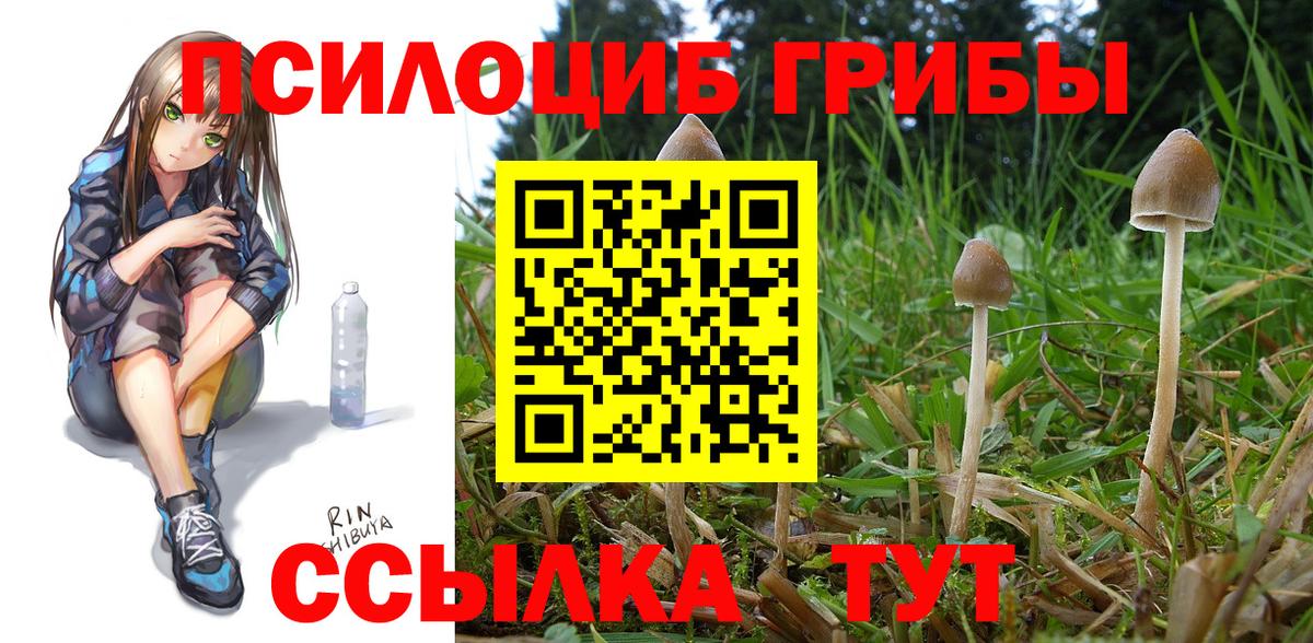 Псилоцибиновые грибы Cubensis Анжеро-Судженск